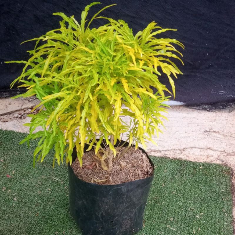 Brokoli Kuning